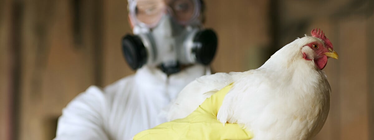 Как защитить кур от птичьего гриппа?