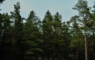 В Латвии запретят использование русского языка в банкоматах