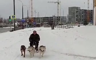 В Бресте катались на необычной собачьей упряжке со стулом