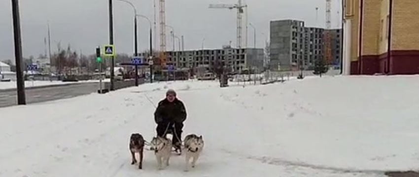 В Бресте катались на необычной собачьей упряжке со стулом