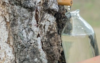 Польза и вред березового сока