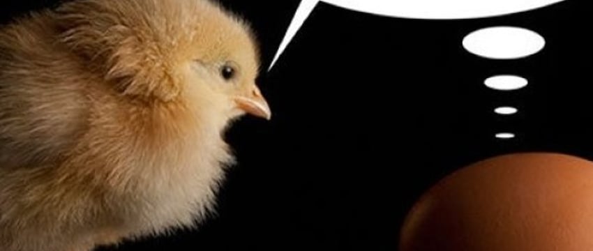 Что было первым: курица или яйцо? Ответ ученых