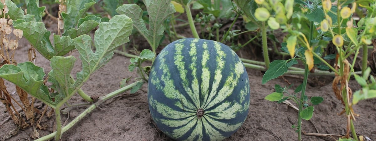 Не понравился вкус: житель Гродно метнул арбуз в окно — что было дальше