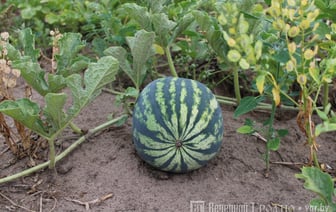 Не понравился вкус: житель Гродно метнул арбуз в окно — что было дальше
