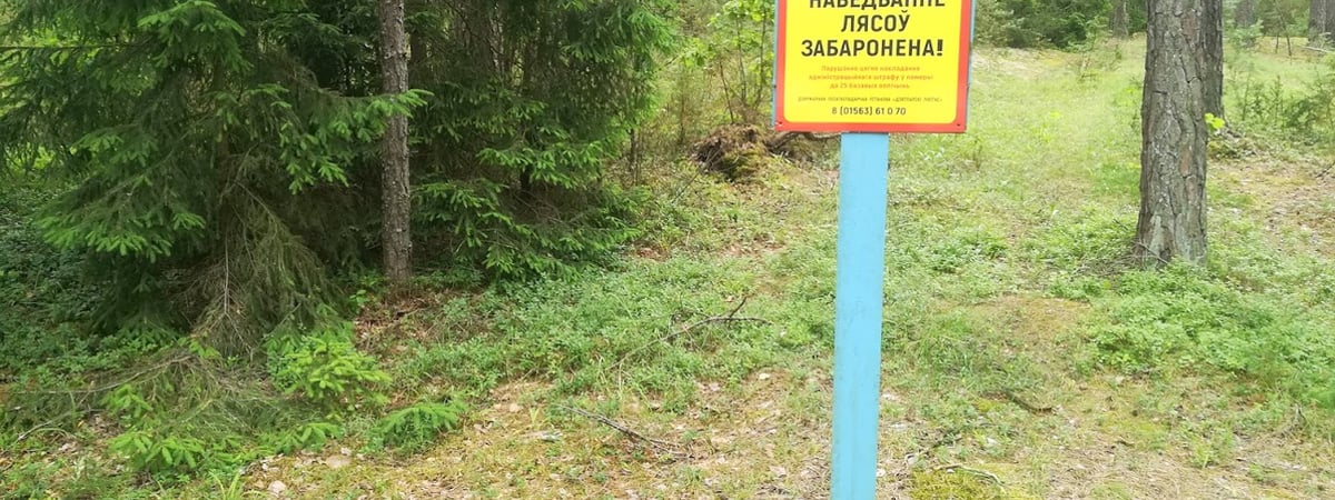 В Гродненской области ввели запреты в лесах — где нельзя собирать грибы