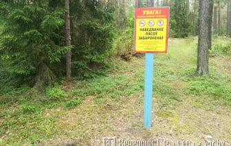 В Гродненской области ввели запреты в лесах — где нельзя собирать грибы