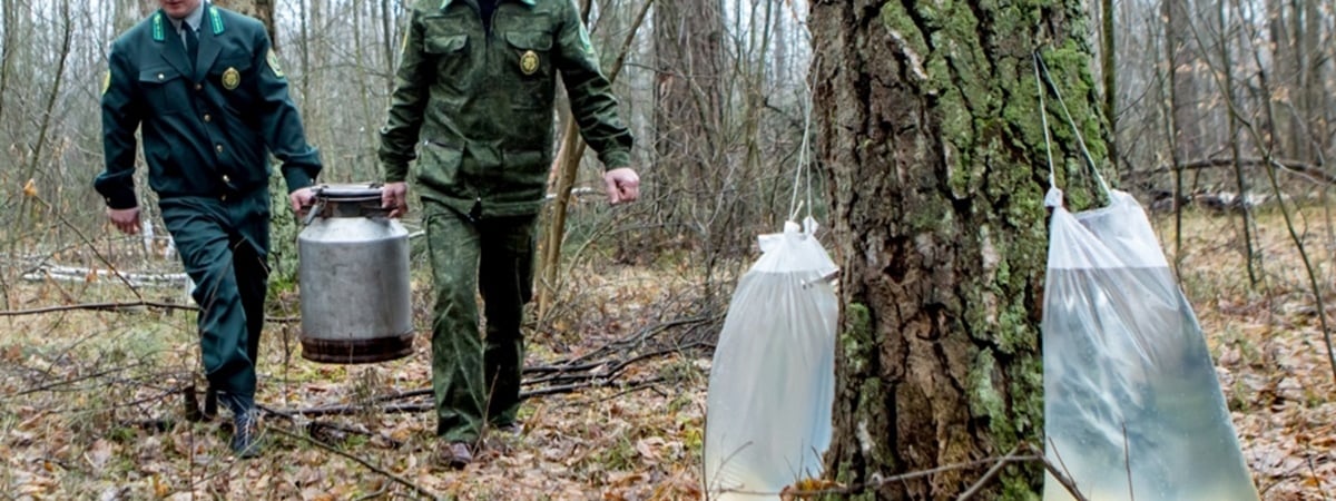 Берёзовый сок начали заготавливать лесхозы одной из областей Беларуси. За сколько продают?