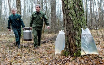 Берёзовый сок начали заготавливать лесхозы одной из областей Беларуси. За сколько продают?