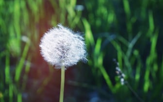 В Польше самая высокая доля в ЕС сельхозугодий принадлежит фермерам