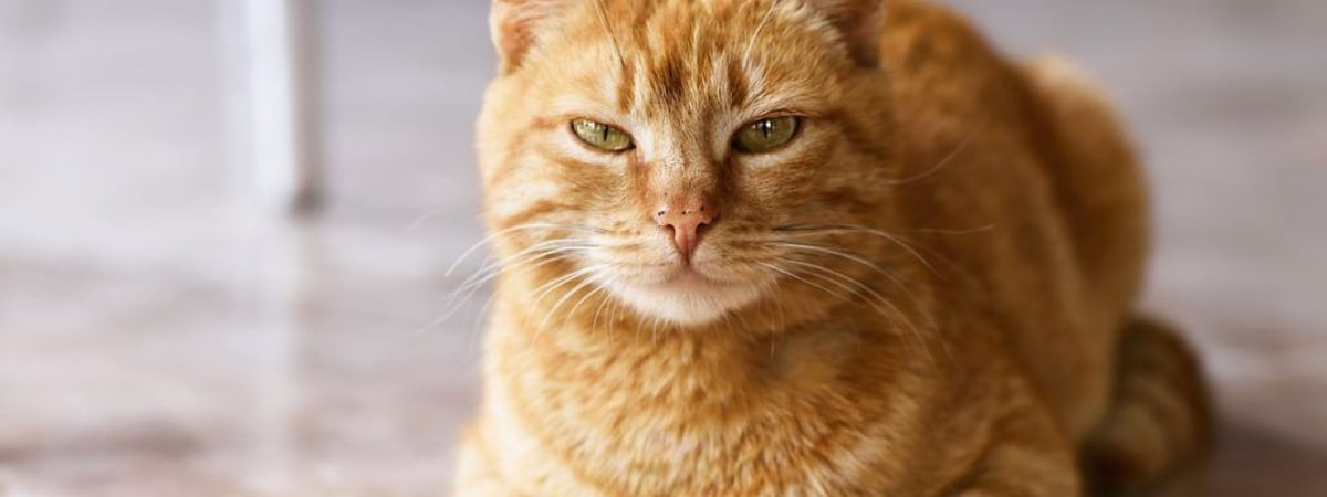 В Слониме мужчину от гибели на пожаре спас… кот