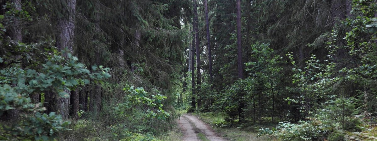 В Слонимском районе потерялись грибники (+правила, что делать, если заблудились)