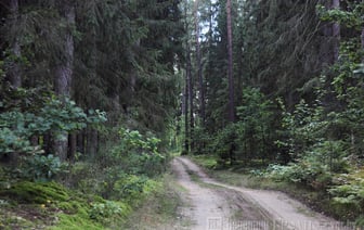 В Слонимском районе потерялись грибники (+правила, что делать, если заблудились)