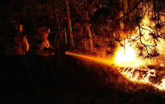 Запрет посещения лесов в Витебской области