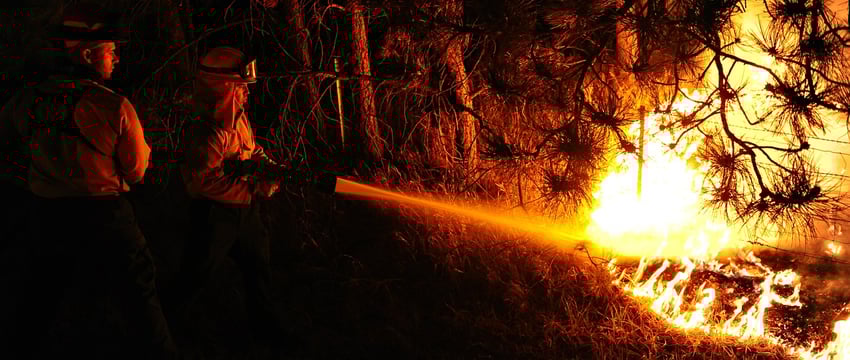 Запрет посещения лесов в Витебской области