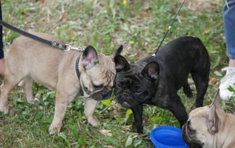Надо ли разрешение соседей, чтобы завести собаку в съемной квартире?