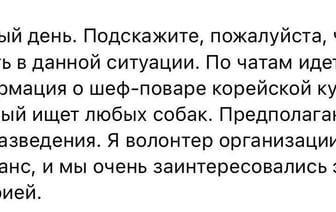 Волонтеры бьют тревогу: по белорусским чатам расходится информация о шеф-поваре корейской кухни, который «ищет любых собак»