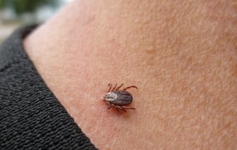 В Брестской области к медикам после укусов обратились более тысячи человек