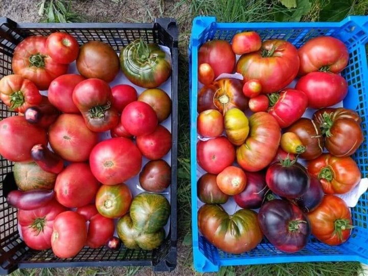 Семейное хобби: как брестчане начали помидоры с перцем коллекционировать