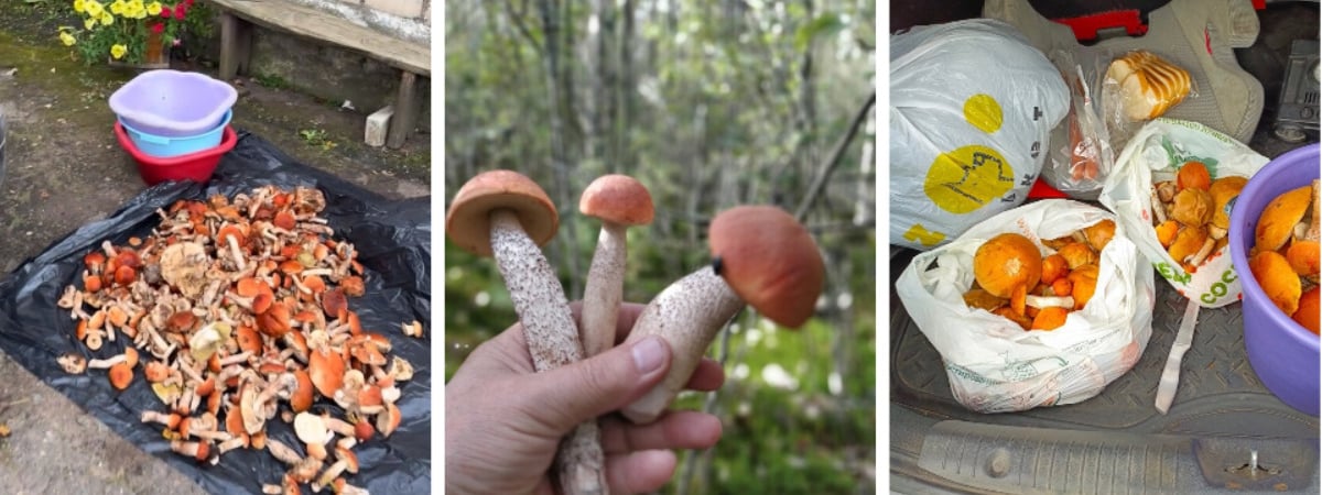 Белорусские грибники объявили «Дни подосиновика». Где берут вёдрами, а где только «трудовые на сушку»? — Видео