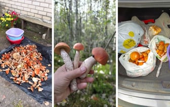 Белорусские грибники объявили «Дни подосиновика». Где берут вёдрами, а где только «трудовые на сушку»? — Видео