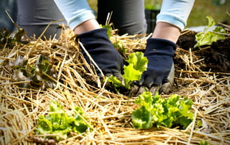 «Элементарных вещей не замечаем под ногами» — Белоруска в показала, как получить бесплатный «фитоспорин». Это работает? — Полезно