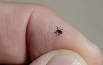 До 5 тыс. рублей. Белорусам предложили страховку от клещей, но одного укуса для выплат недостаточно — Полезно