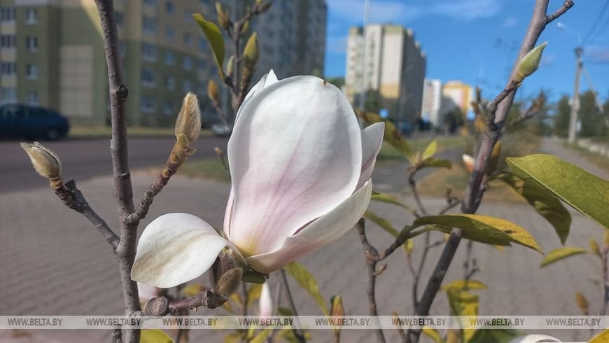 В Бресте второй раз за год зацвела магнолия