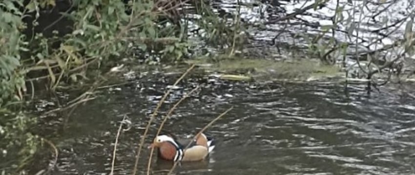 В Беларуси заметили утку, которая редко встречается у нас