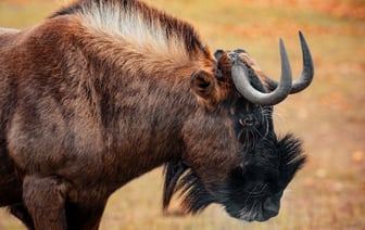 Нацбанк Украины предложил «дерусифицировать» копейки