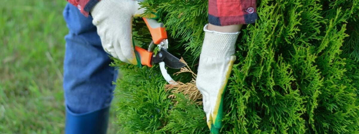 Многие белорусы обрезают туи неправильно? Эти три обрезки превратят их в густую зелёную стену — Полезно