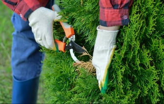 Многие белорусы обрезают туи неправильно? Эти три обрезки превратят их в густую зелёную стену — Полезно
