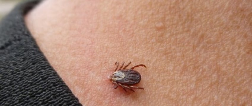 Каким образом можно защититься от нападения клещей? Рассказал врач из Бреста