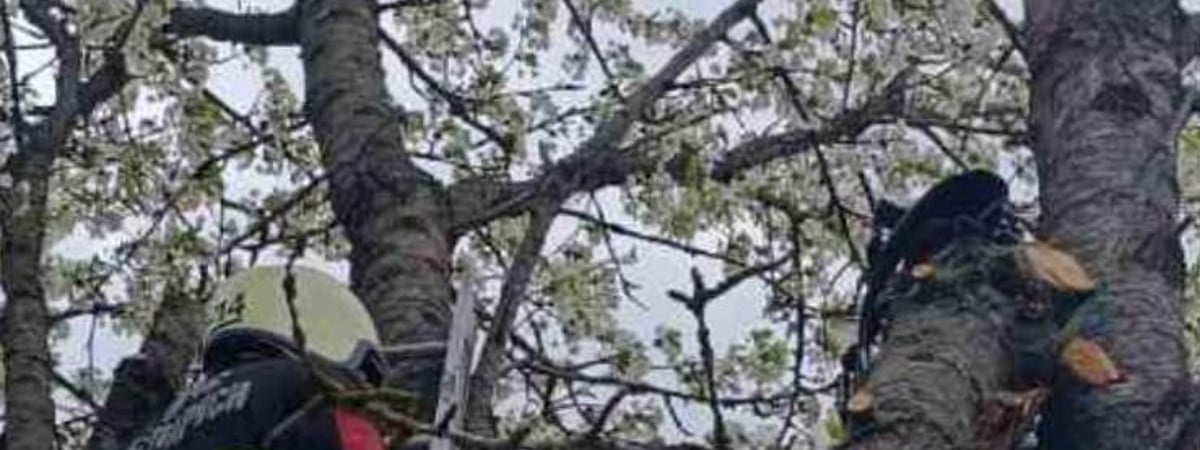 В Щучинском районе мужчину зажало на дереве