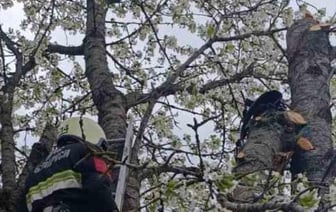 В Щучинском районе мужчину зажало на дереве