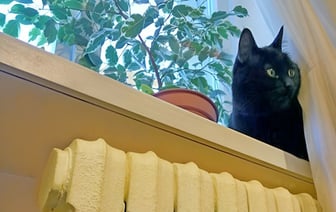 В «Минскэнерго» рассказали, отключат ли отопление на время потепления