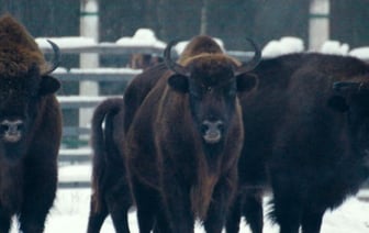 Как считают зубров и сколько их в Беларуси? Спросили у ученых
