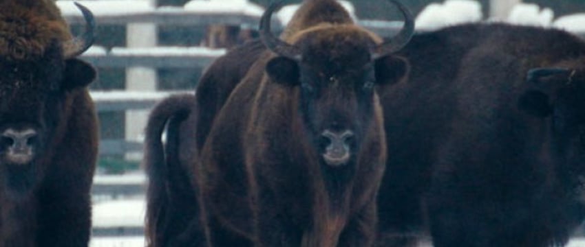 Как считают зубров и сколько их в Беларуси? Спросили у ученых