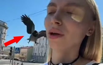 Вороны нападают на белорусов: узнаем, насколько это опасно