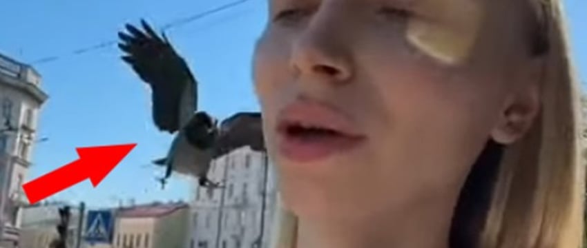 Вороны нападают на белорусов: узнаем, насколько это опасно