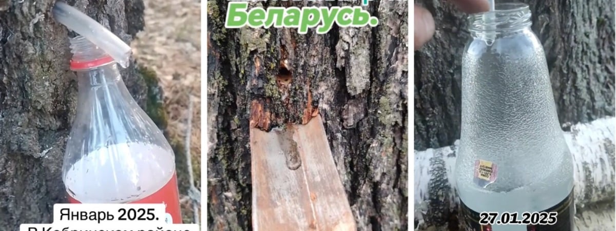 «Думаю, пора картошку сажать» — В разных регионах Беларуси пошел березовый и кленовый сок — Видео