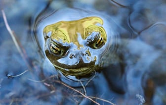 «Ад на земле» или «трагическая ошибка»? В ООН и Израиле дали оценку удару по лагерю беженцев в Рафахе — Фото