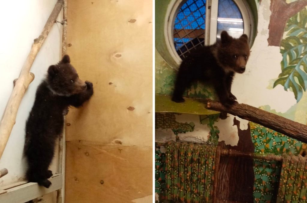 Два года назад в Беларуси спасли медвежонка-сироту и отправили на реабилитацию в Румынию. Как у него дела?
