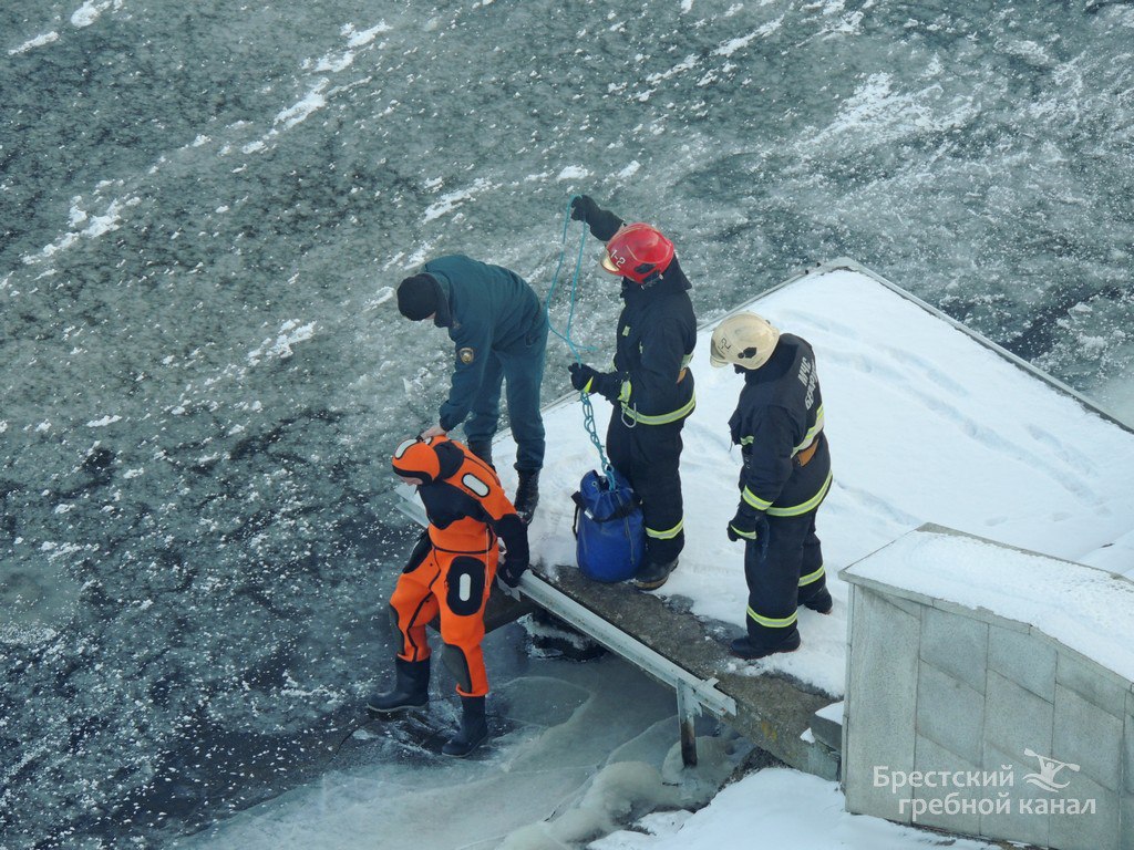 В Бресте спасли лебедя, вмёрзшего в лёд