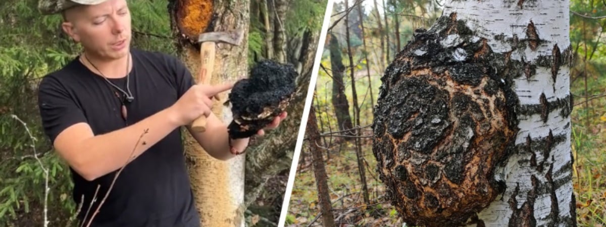 Зачем белорусам собирать на деревьях «черное золото»? Грибник рассказал, как не перепутать чагу с обычным наростом — Полезно