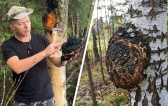 Зачем белорусам собирать на деревьях «черное золото»? Грибник рассказал, как не перепутать чагу с обычным наростом — Полезно