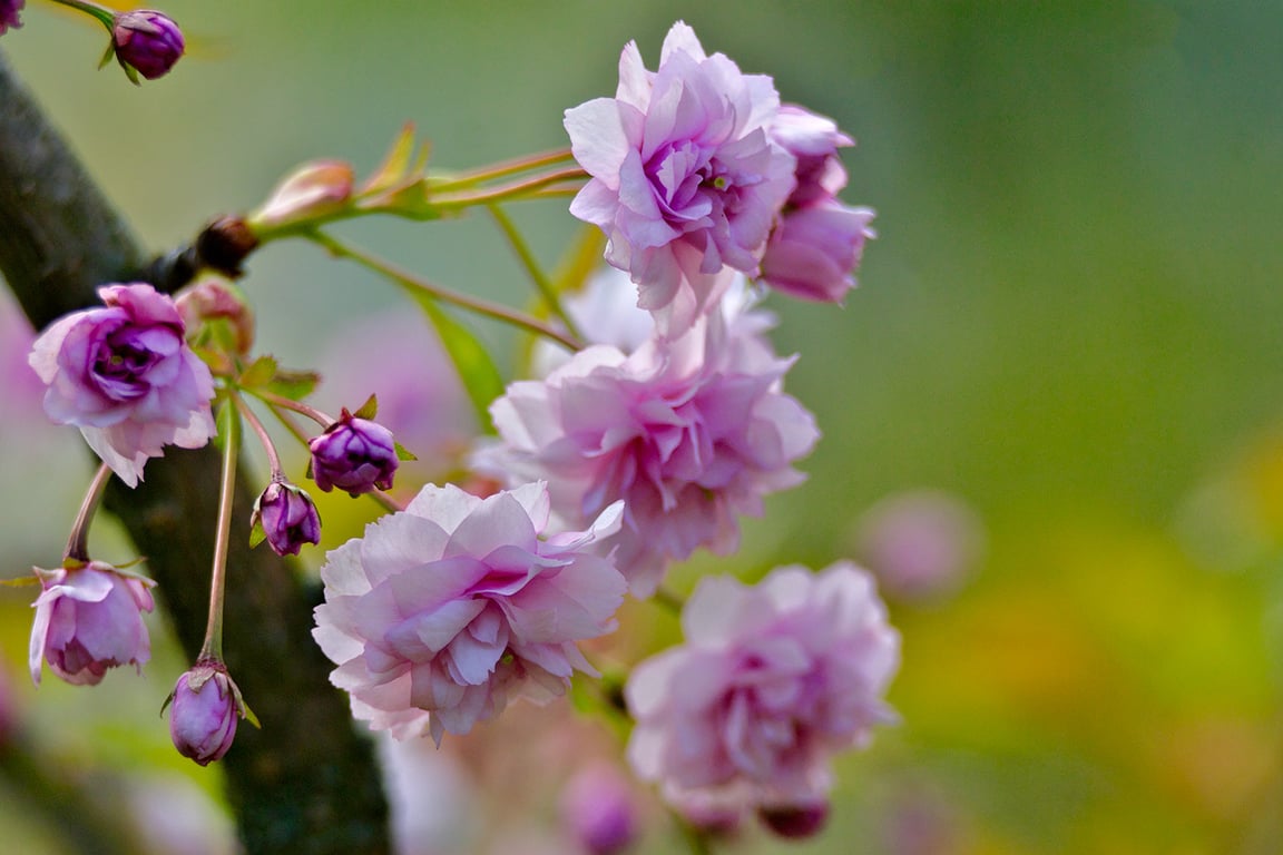 Сакура зацветает в Витебске на Вербницу. Фото Сергея Серебро