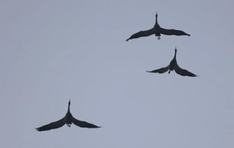 В Беларуси сфотографировали первых журавлей — «Зима подошла к концу!» — Фото