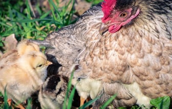 Экономика Украины с начала года выросла на 4%