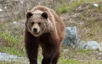 В Беларуси медведи проснулись из-за аномально теплой зимы
