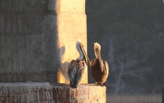 США выделят Польше $11 млрд на военные нужды